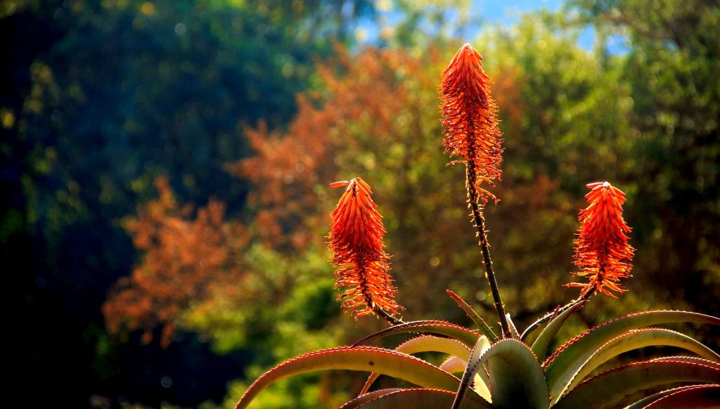 Aloe vera