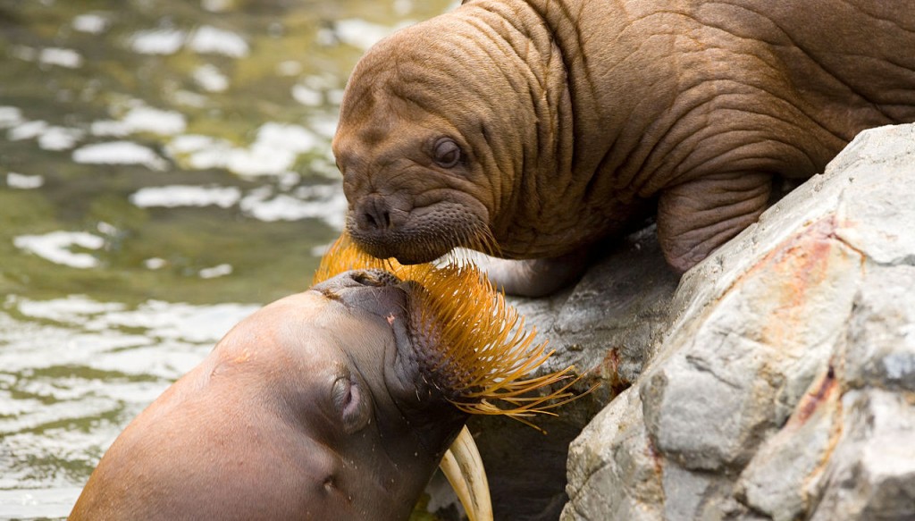 tumoren zeedieren