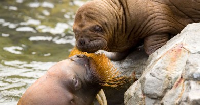 tumoren zeedieren