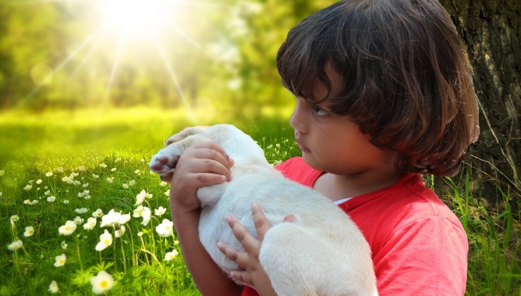 Autism Assistance Dogs