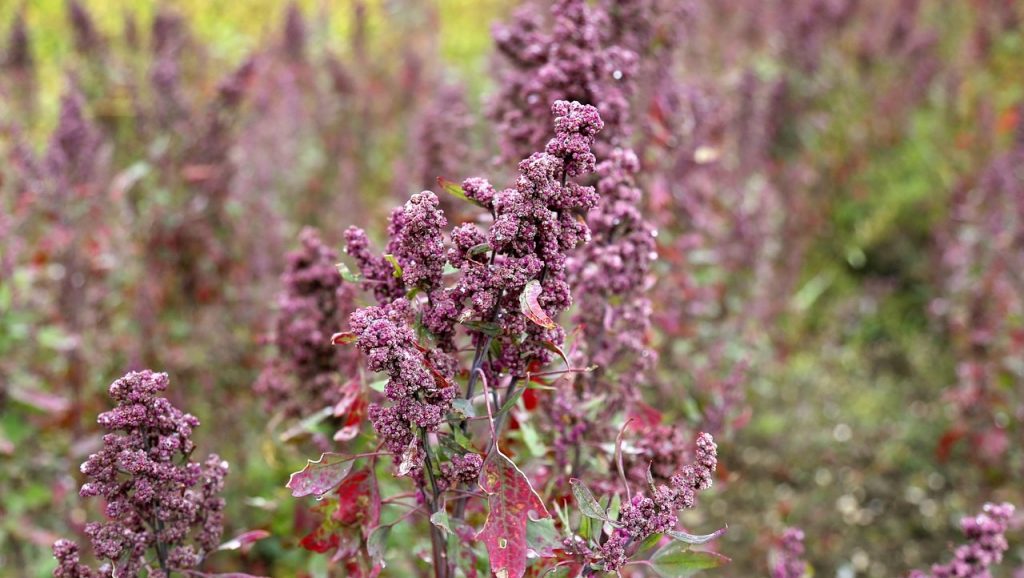 quinoa
