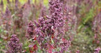 quinoa