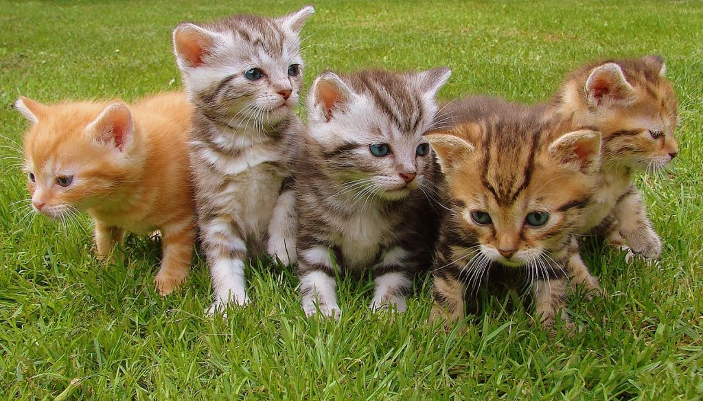 Cat food
