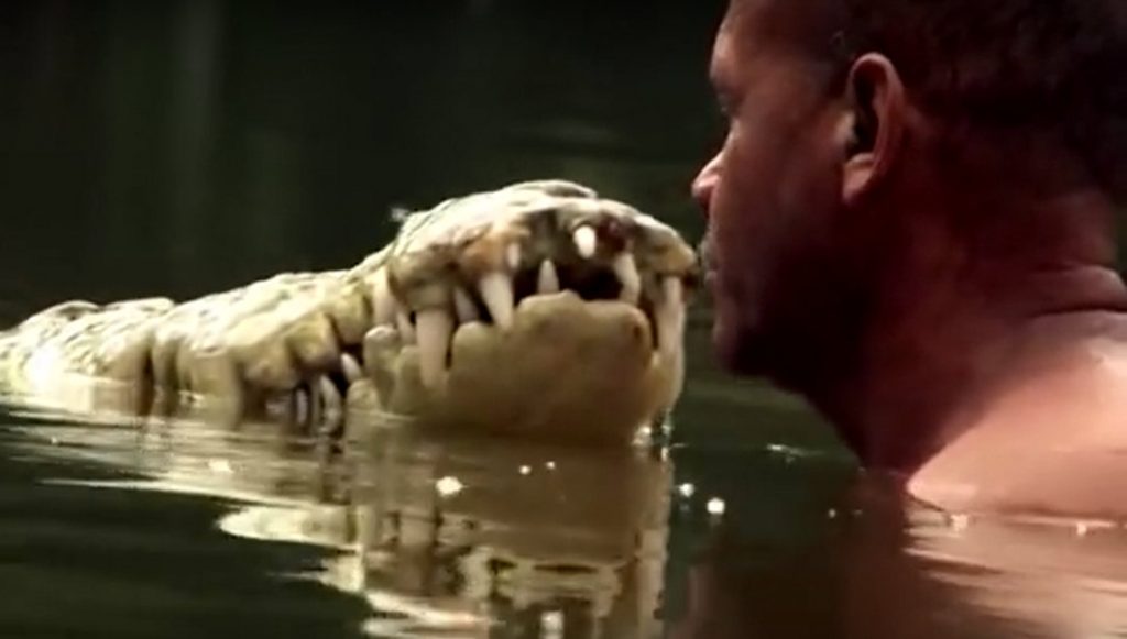 crocodiles
