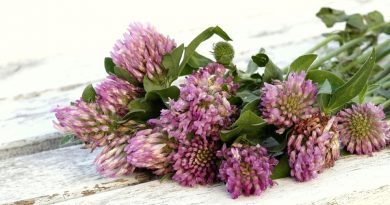 red clover