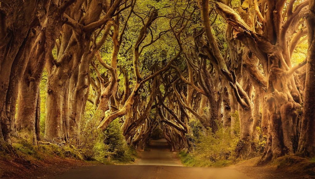 trees talk