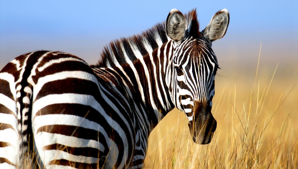 zebra