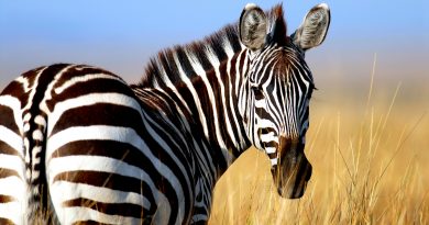 zebra