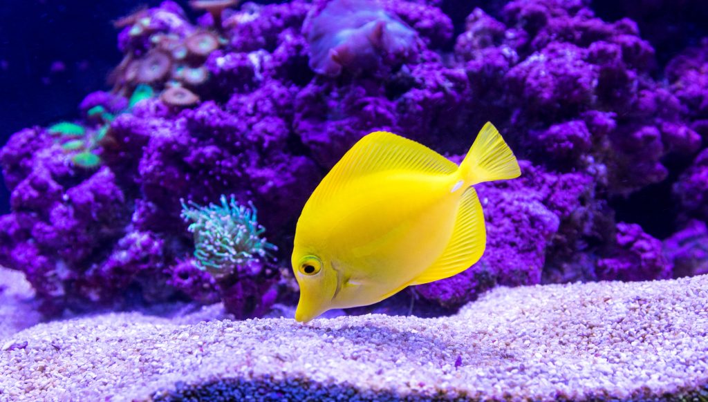 fish