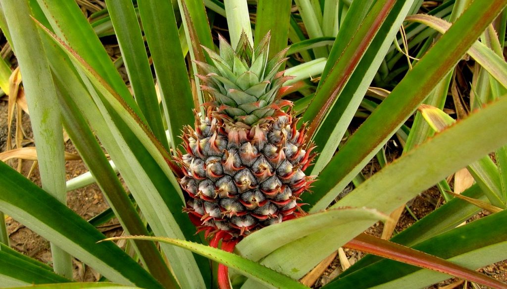 ananas