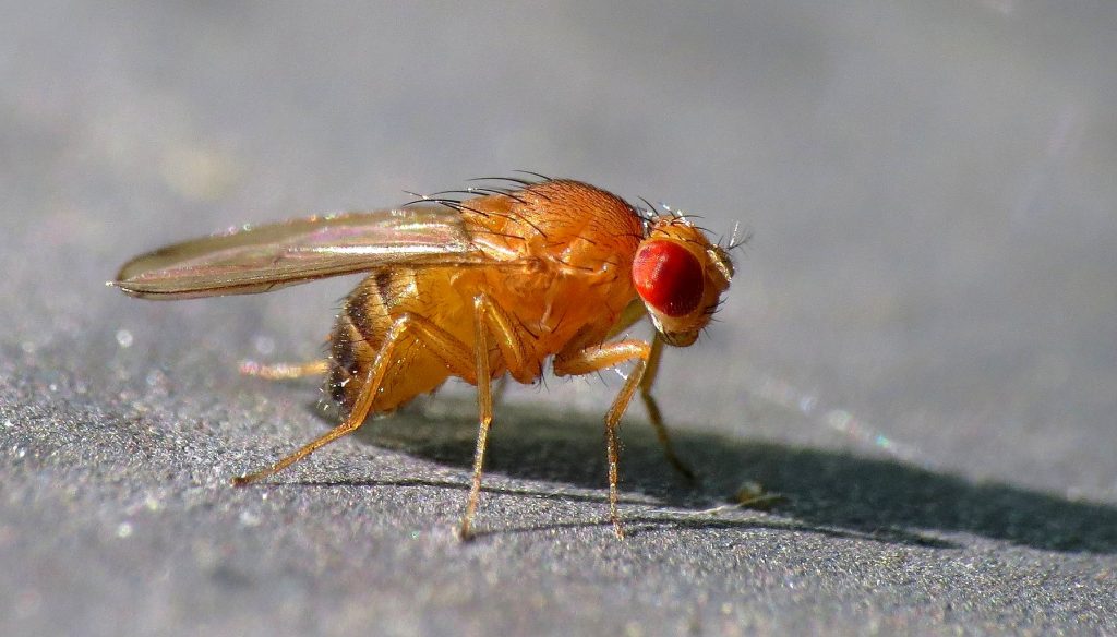insecten