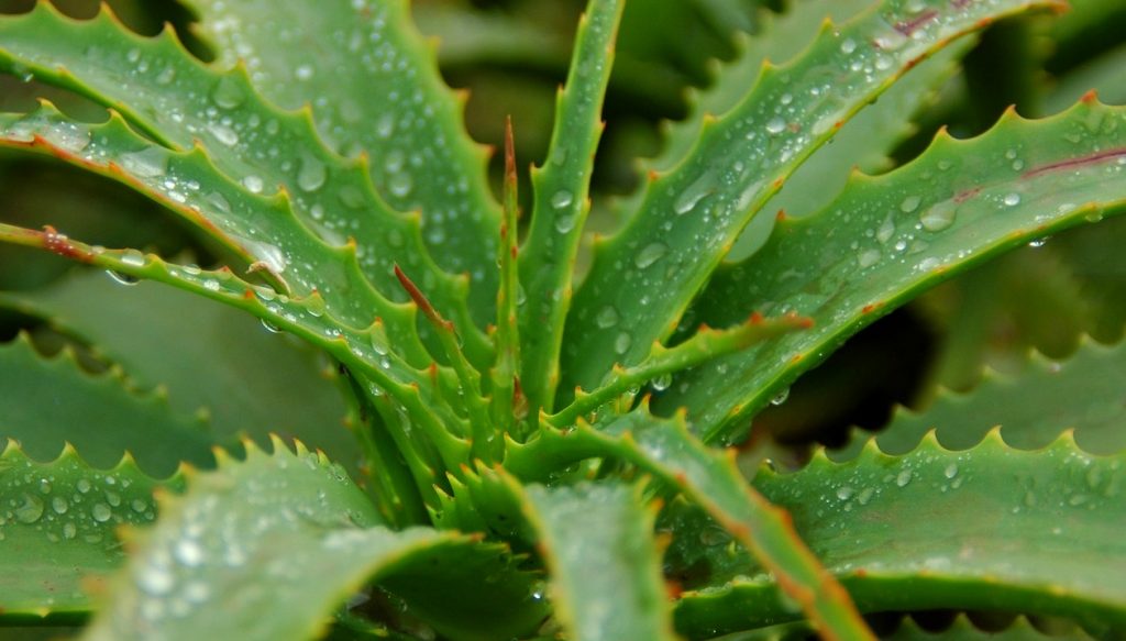 aloe vera