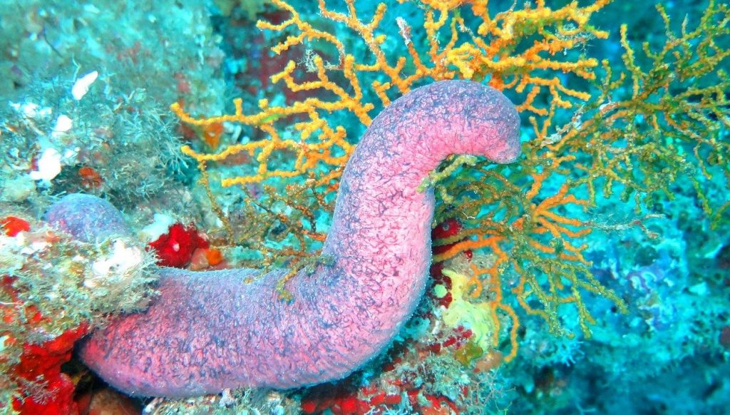 sea cucumber