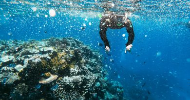 planting coral