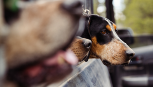 honden