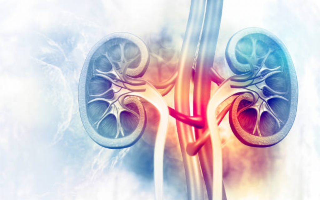 The metaphysical functionality of the kidneys