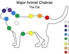 catchakra