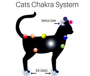 catchakra