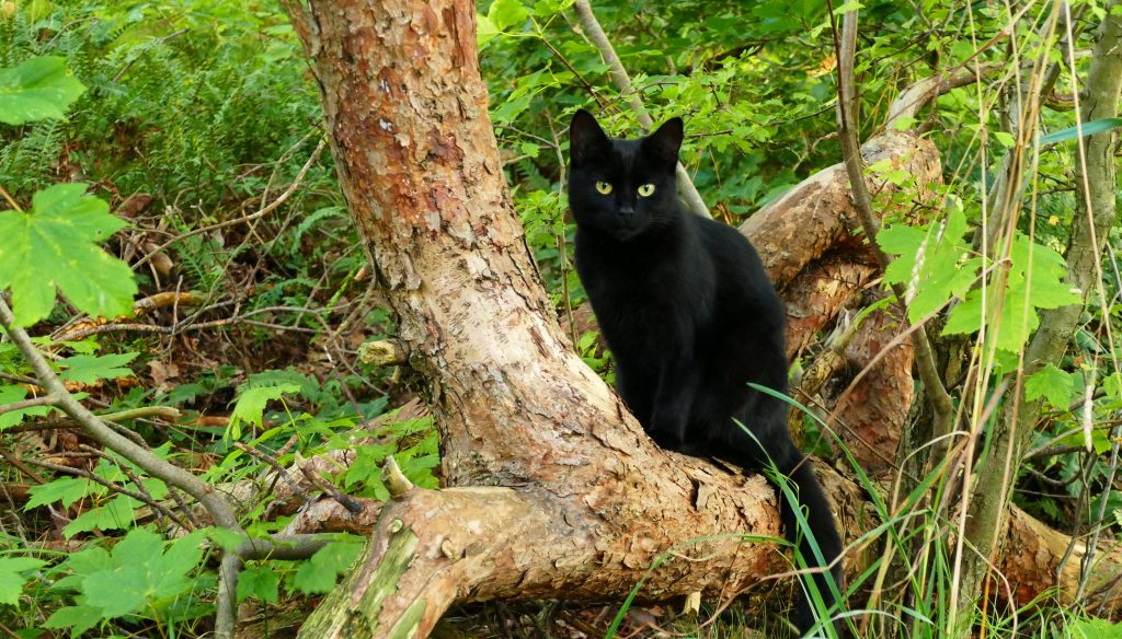 black cats