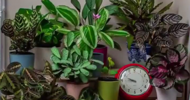 time-lapse video's planten