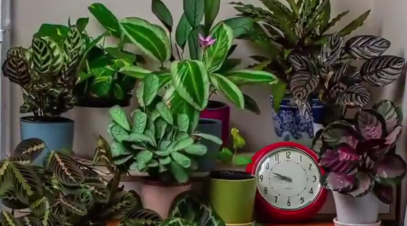 time-lapse video's planten