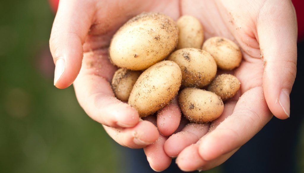 aardappelen