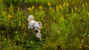 tibetaanse terrier