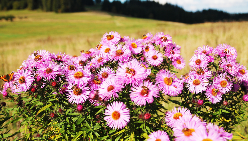 wilde bloemen