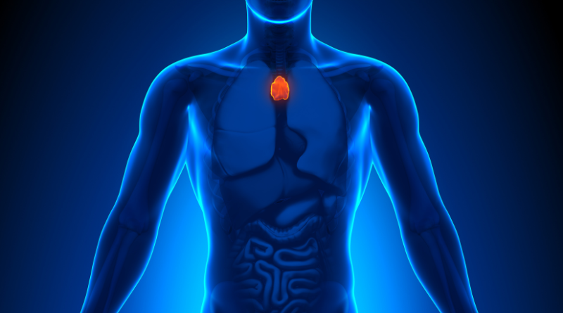 Thymus