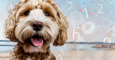 Numerology for Animals