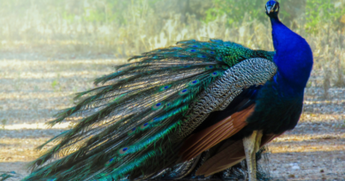 peacock