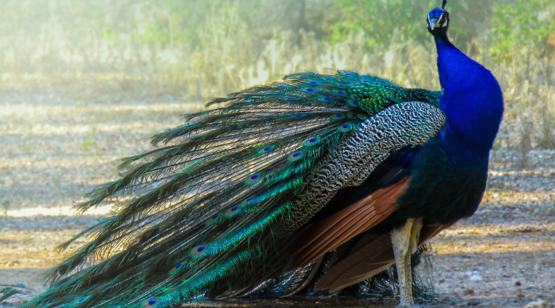 peacock
