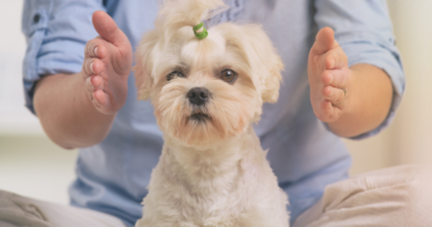 reiki for pets