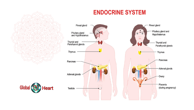 endocrine system