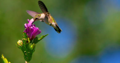 Hummingbirds