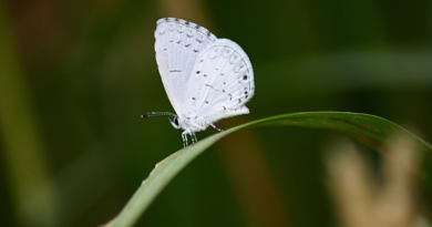 white butterflies