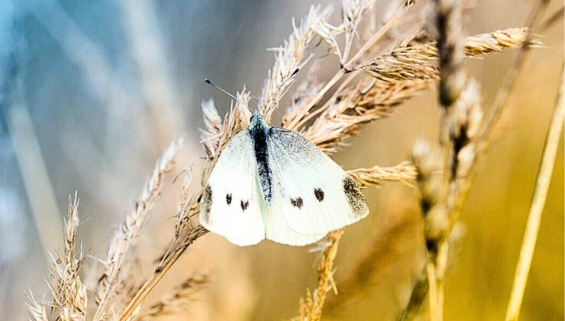 white butterfly