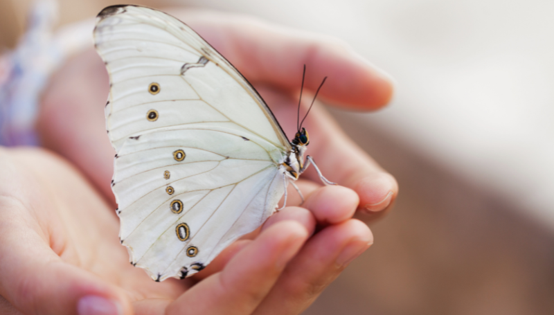 white butterflies 