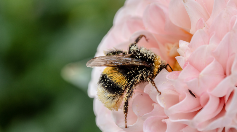 bees