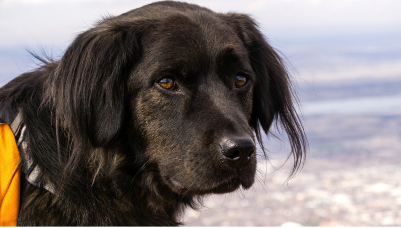 Honden met rugzak