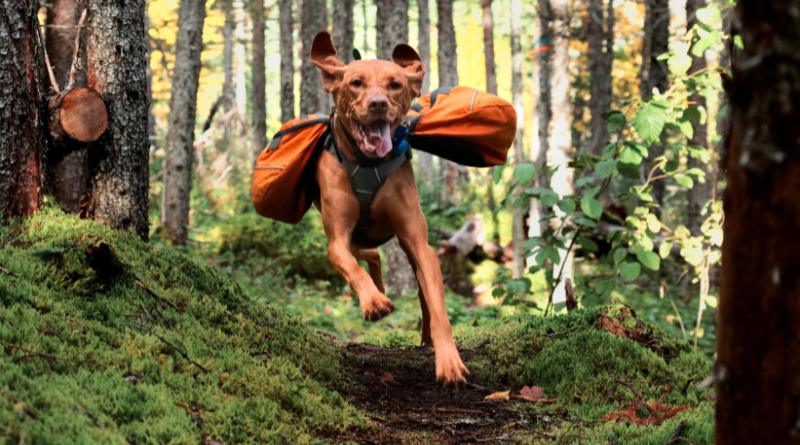 Honden met rugzak