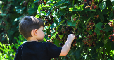 food forest