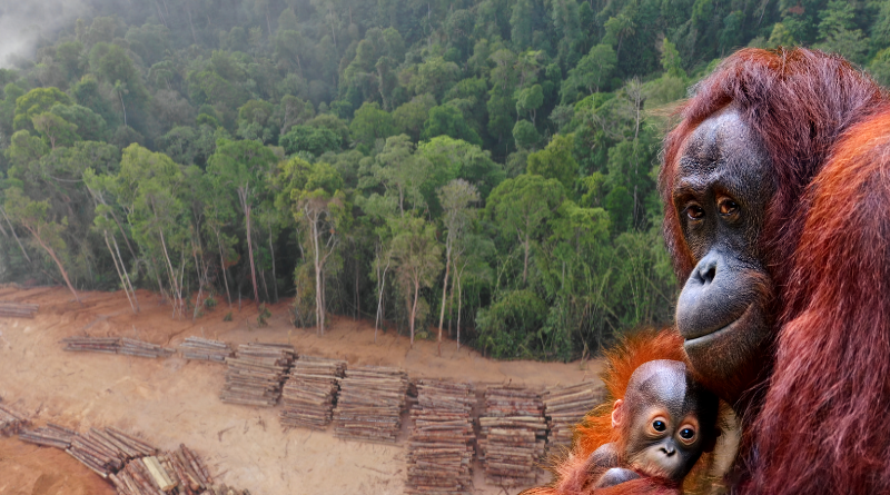 palm oil