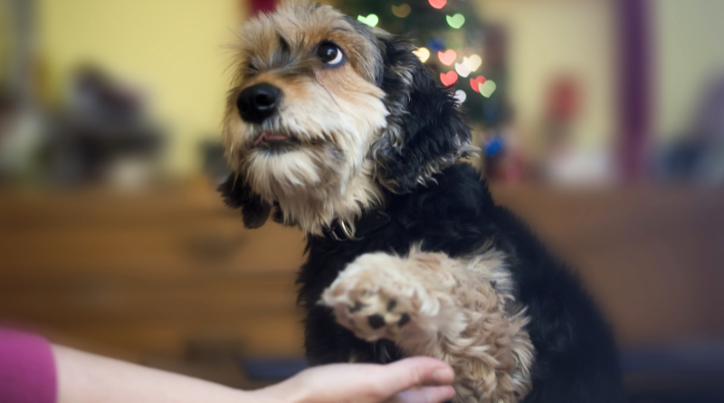 Feng Shui and pets