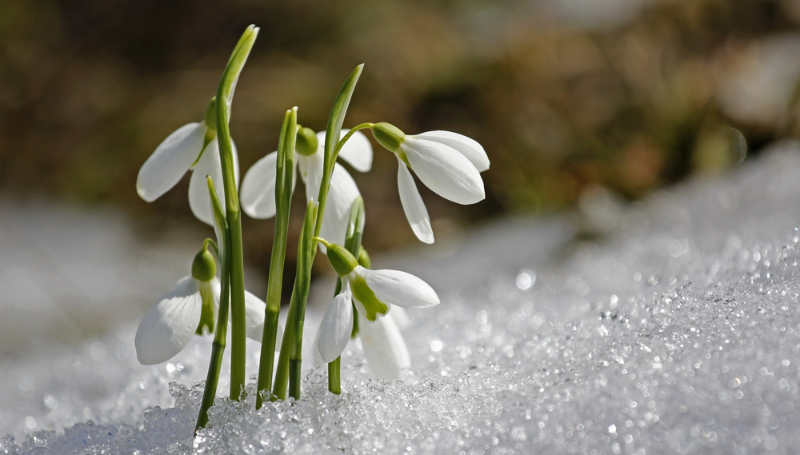 Imbolc