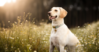 herbal dog