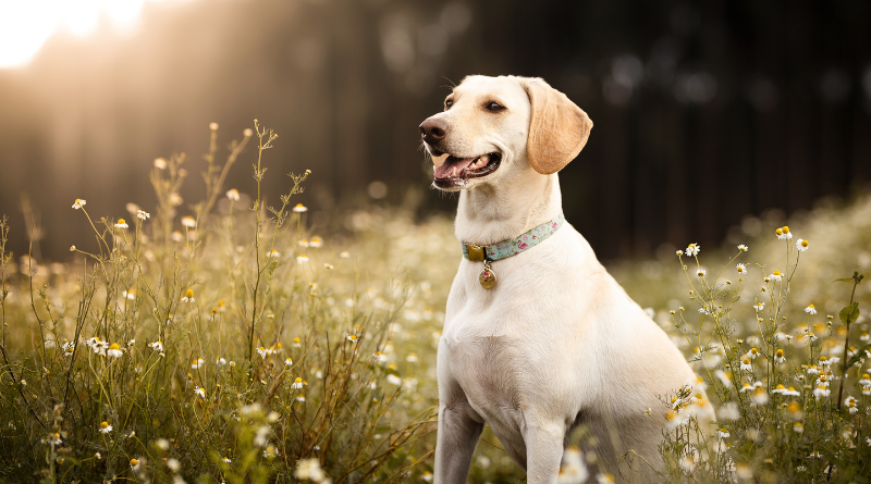 herbal dog