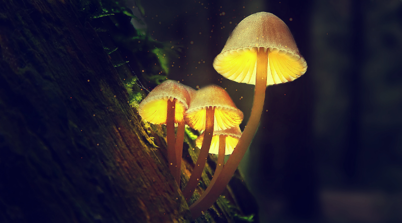 mushrooms