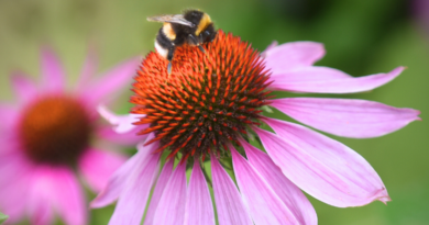 wat doet echinacea