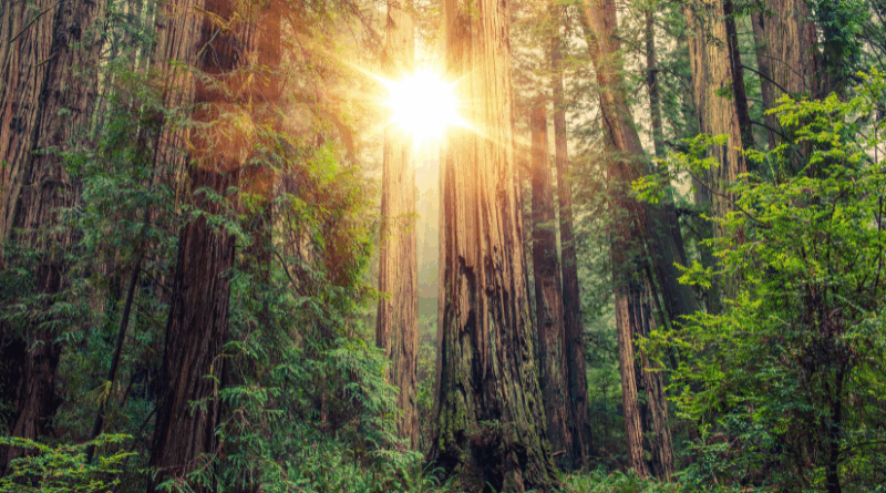 redwoods